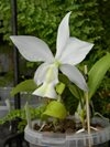 Cattleya nobilior alba (Sun Moon Orchids)